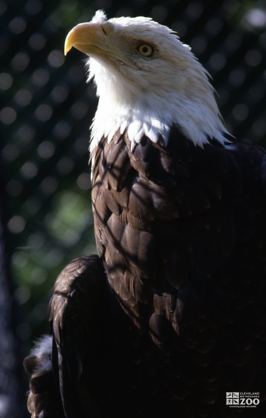 Eagle, Bald Up Close Of Head From The Side