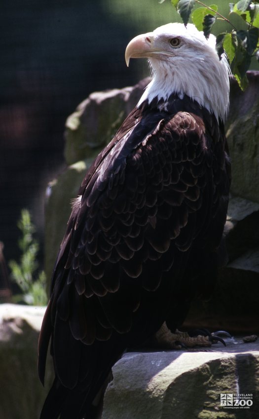 Eagle, Bald Looking Over Shoulder