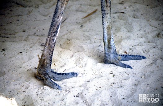 Emu Up Close Of Feet