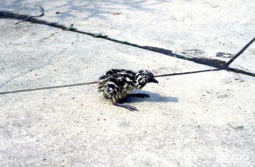 Emu Chick