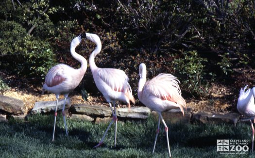 Flamingo, Chilean Flock