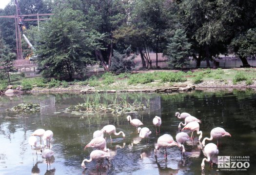 Flamingo, Chilean Flock 2