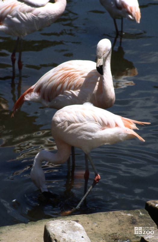 Flamingo, Chilean Drinking Water