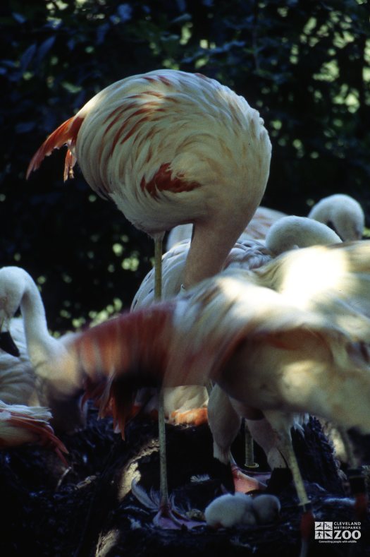 Flamingo, Chilean Protecting Chick