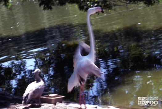 Flamingo, Chilean Flapping Wings