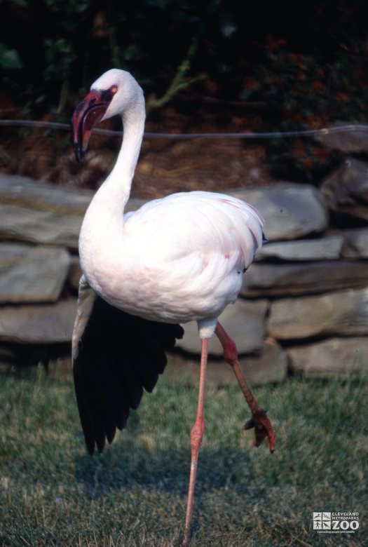 Flamingo, Lesser Up Close On One Leg