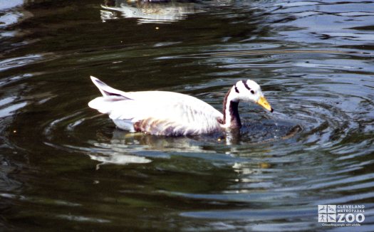Goose, Bar-Headed Moving Through The Water