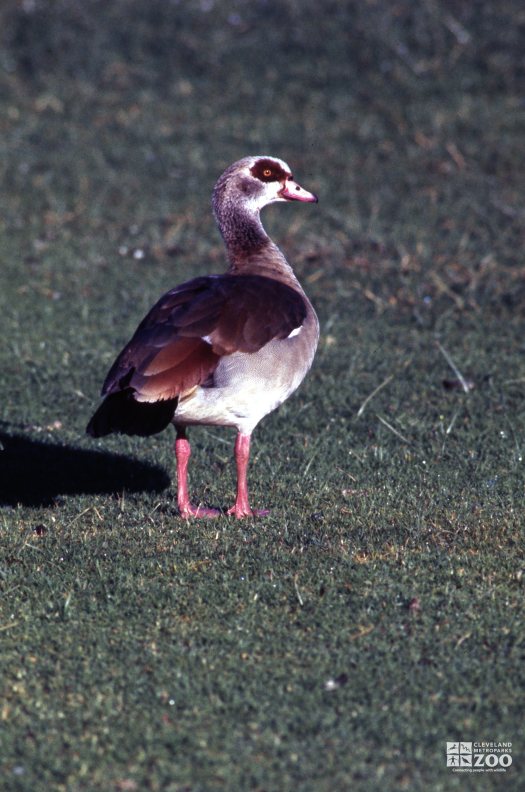 Goose, Egyptian Back View