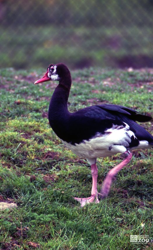 Goose, Spur-Winged  Walking 2