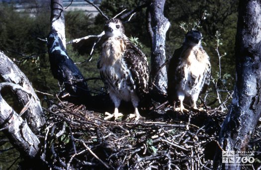 Hawk, Red-Tailed Pair