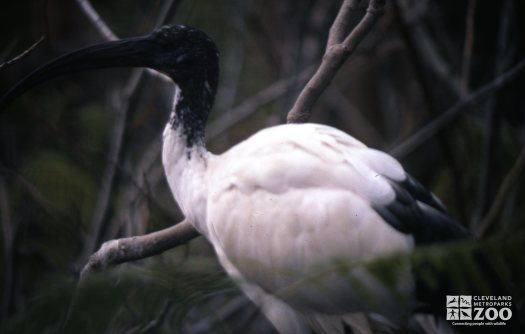 Ibis, Sacred Side View Of Body