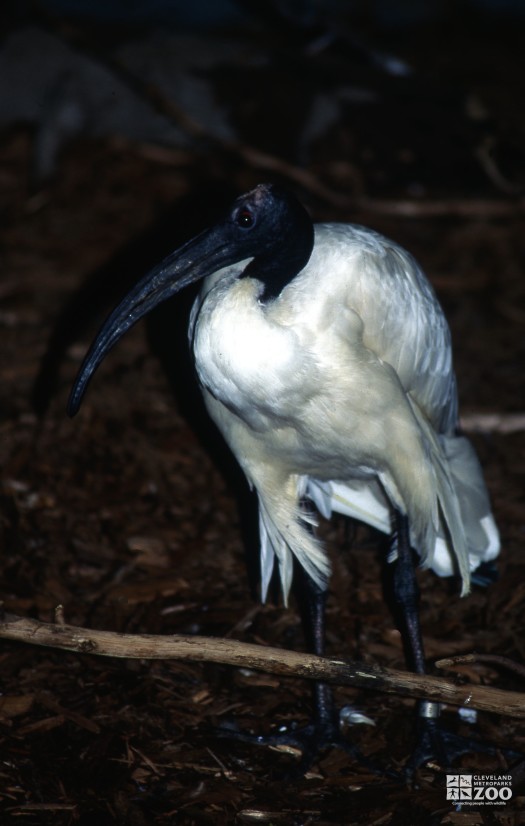 Ibis, Sacred Up Close of Face