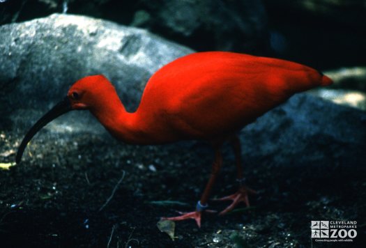 Ibis, Scarlet Side View