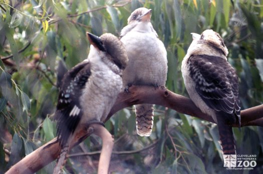 Kookaburra, Laughing Three On A Branch