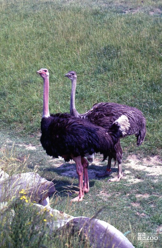 Ostrich Pair