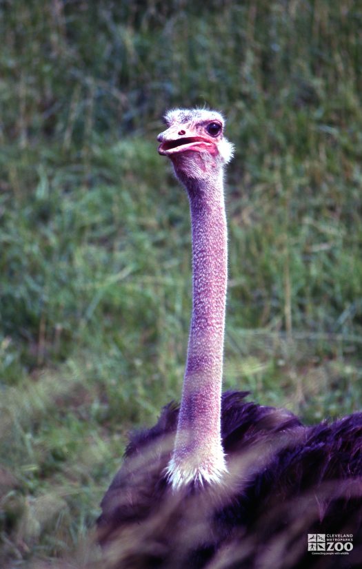 Ostrich Up Close Of Head & Neck