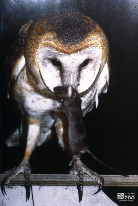 Barn Owl Eating A Mouse