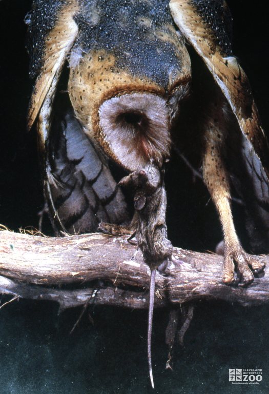 Barn Owl Eating A Mouse 2