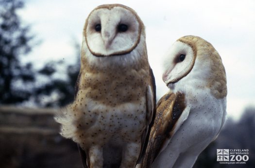 Barn Owl Pair