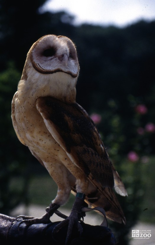 Barn Owl Side View 2