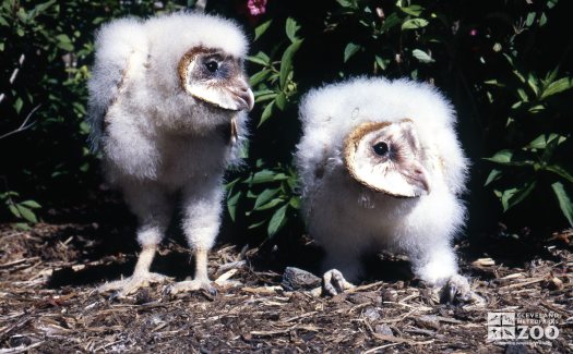 Barn Owl Chicks