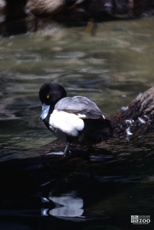 Lesser Scaup At Waters Edge