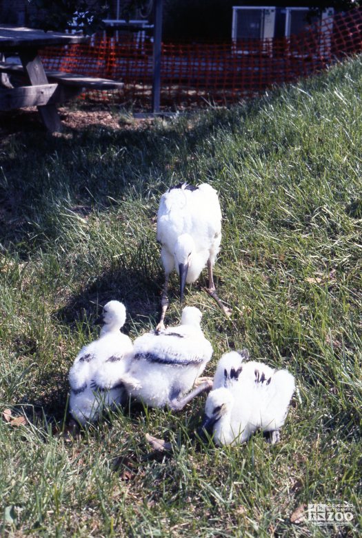 Stork, White Mom and Babies