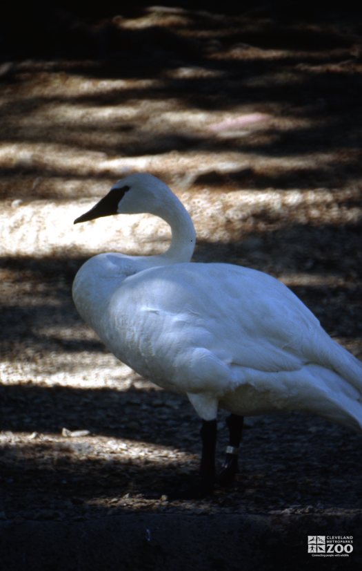 Swan,Trumpeter Side View