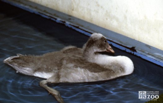 Swan,Trumpeter Juvenile Swimming