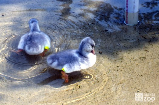 Swan,Trumpeter Juveniles In Water 2