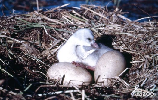 Swan,Trumpeter Eggs and Baby In Nest