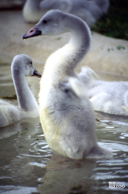 Swan,Trumpeter Testing Wings