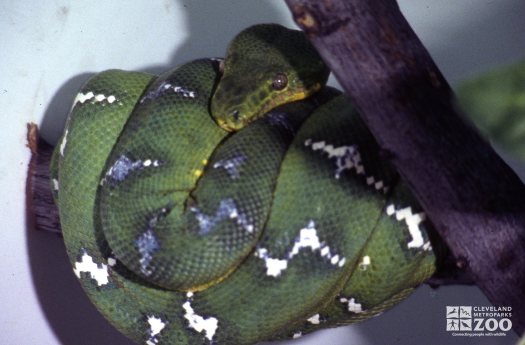 Emerald Tree Boa Resting On Branch