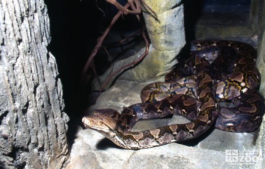 Python, Reticulated On Rock