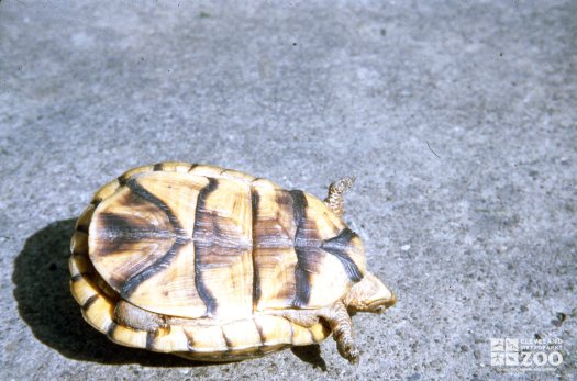 Turtle, Eastern Box Up Close View Of Under-Side Of Shell