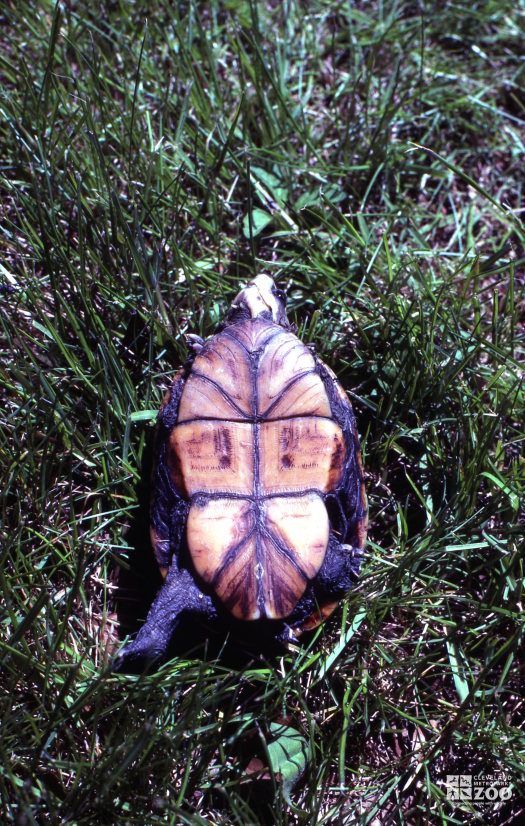 Turtle, Striped Mud View Of Under-Side