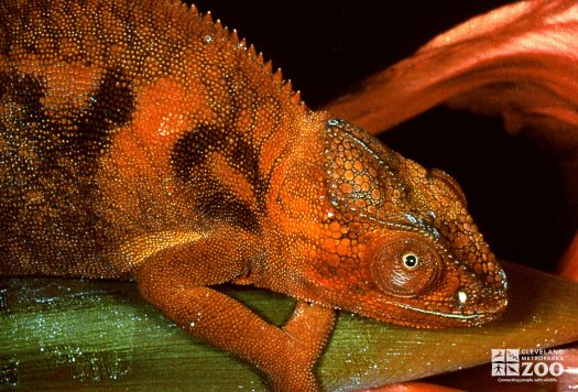 Panther Chameleon Laying On Leaf