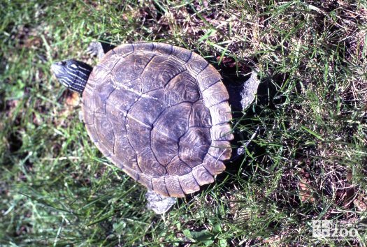 Common Map Turtle View Of Shell