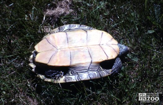 Common Map Turtle View Of Belly