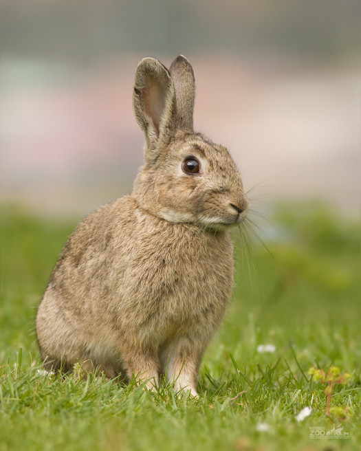 cleveland browns rabbit logo