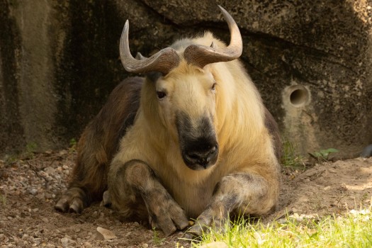 Sichuan Takin laying on front legs looking forward