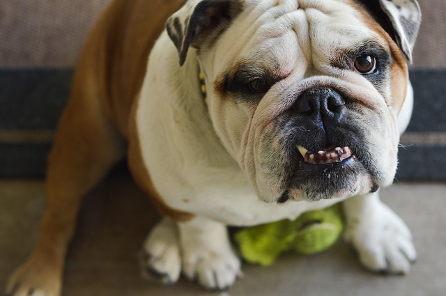 Treats that Help Maintain your Pet’s Dental Health