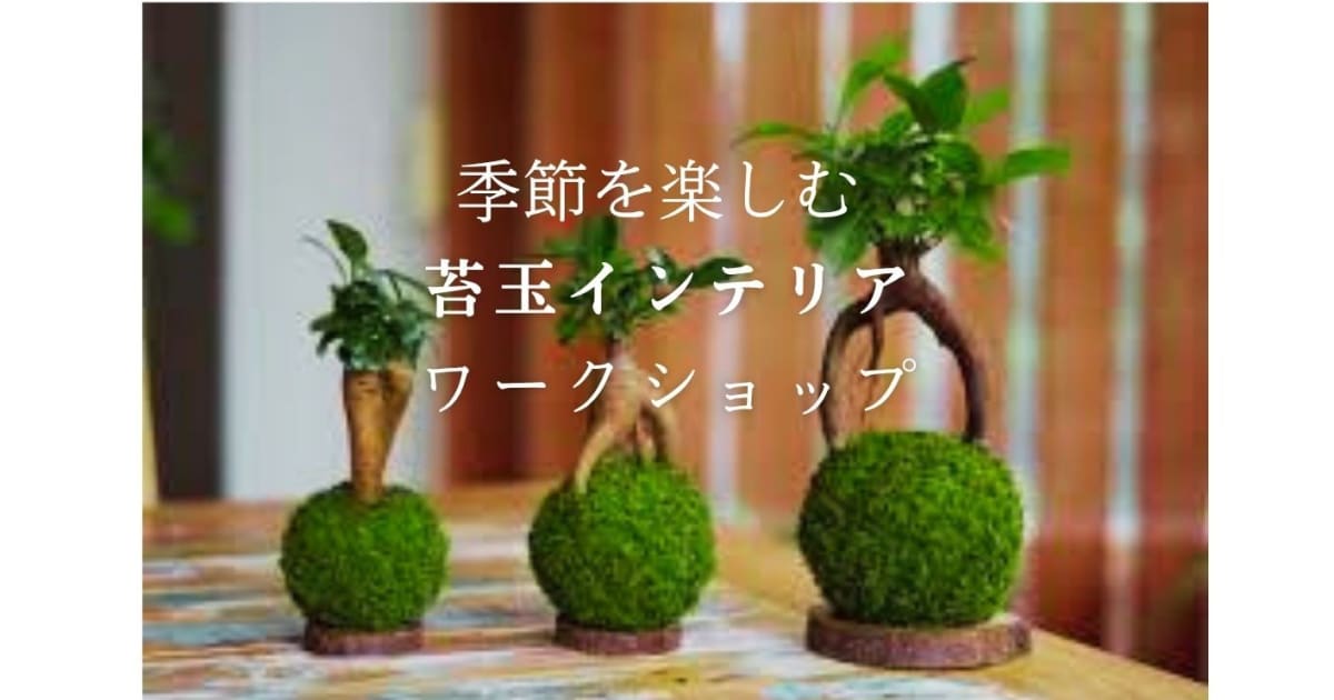 季節を楽しむ♪「苔玉インテリア」の会