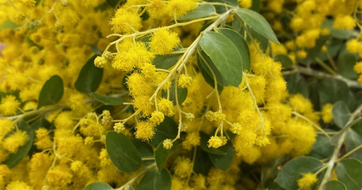 季節を楽しむ♪春を先取り！「ミモザ…