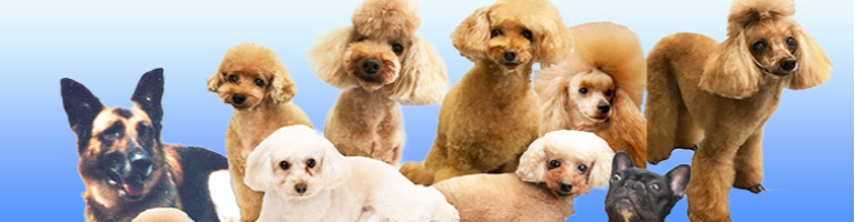 やさしい「愛犬暮らしの辞書」シリーズ