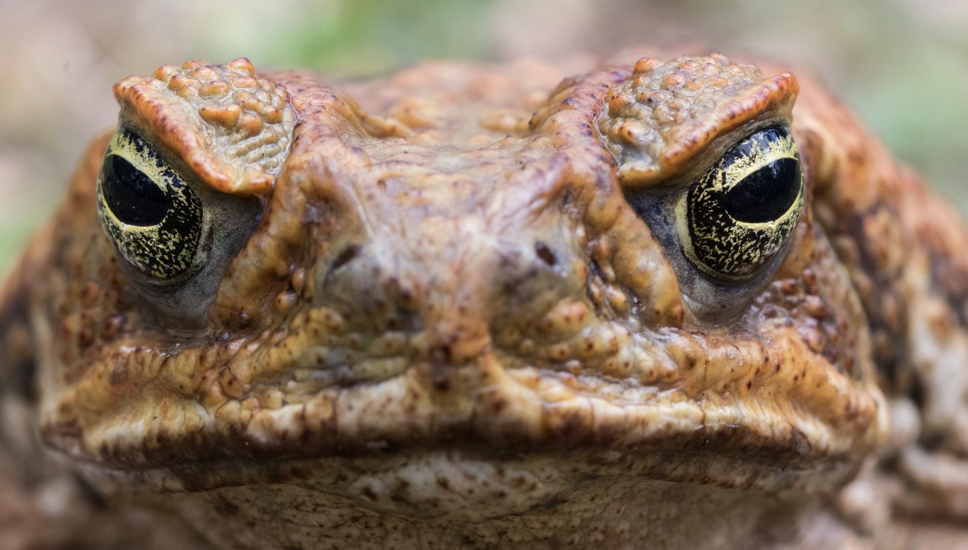 Cane or Marine Toad from Australia