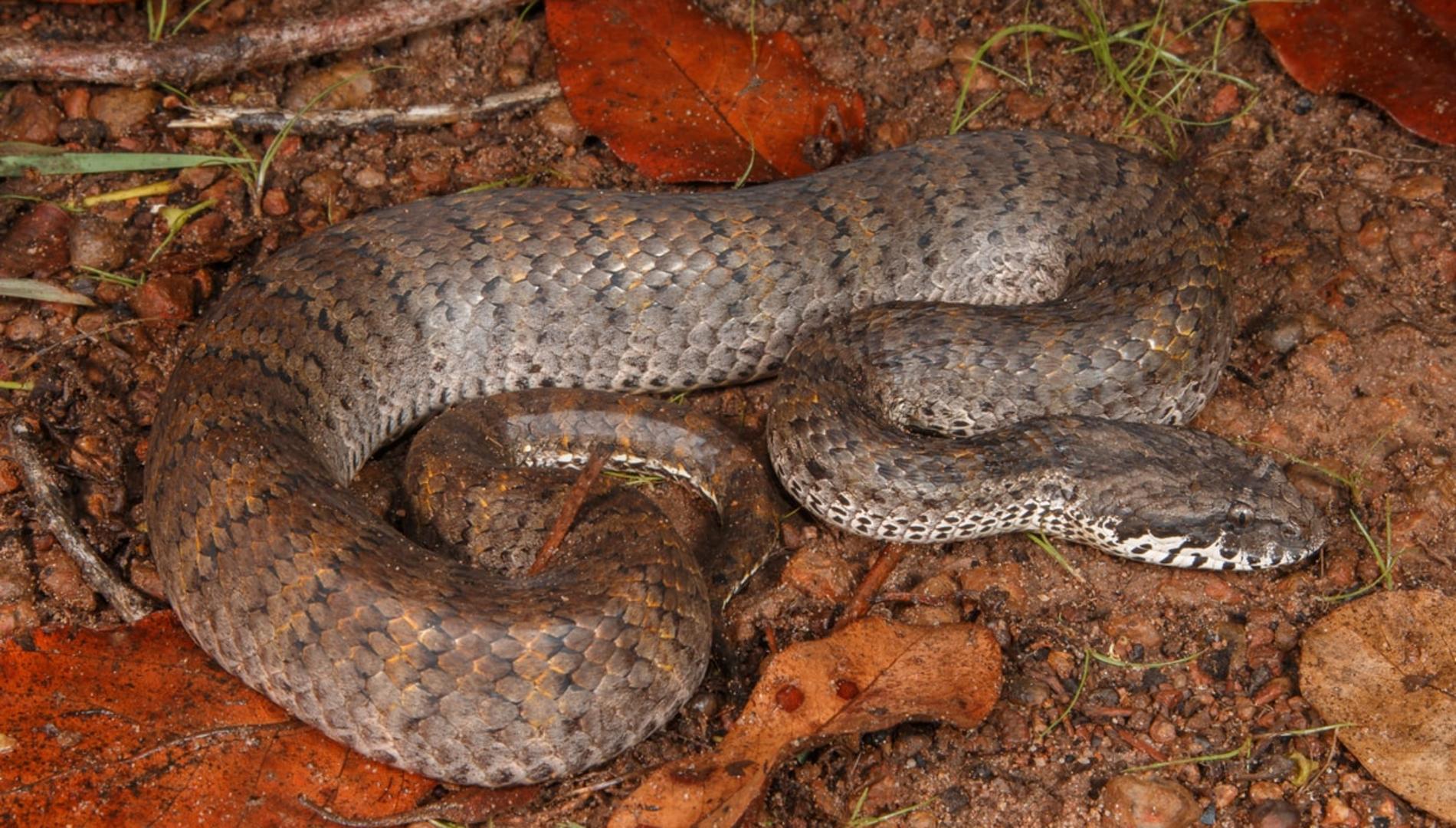 Australian snake, the plains death adder (Acanthophis hawkei).