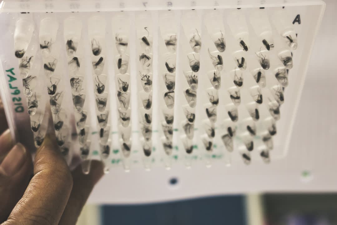 Mosquito samples to be tested.