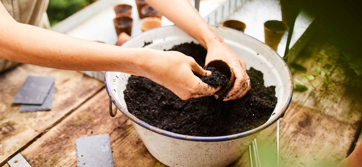 sowing vegetables