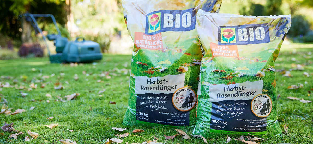 Zwei Beutel COMPO BIO Herbst-Rasendünger auf herbstlichem Rasen